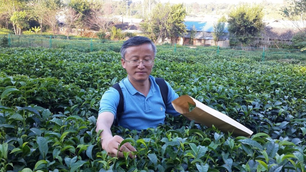WTeaO.org Prof. Lizhi Gao Tea for a better world