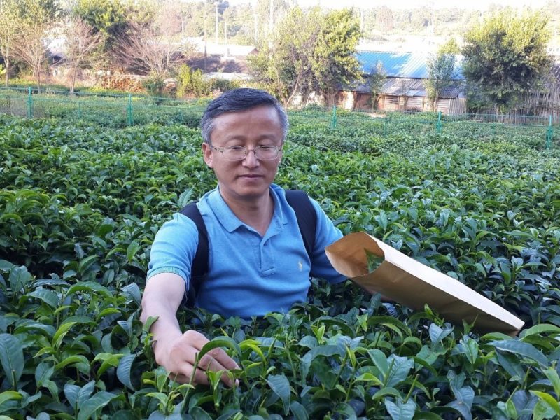 WTeaO.org Prof. Lizhi Gao Tea for a better world