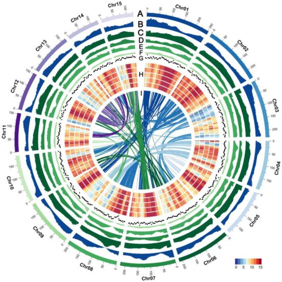 The genome features of C sinensis var sinensis